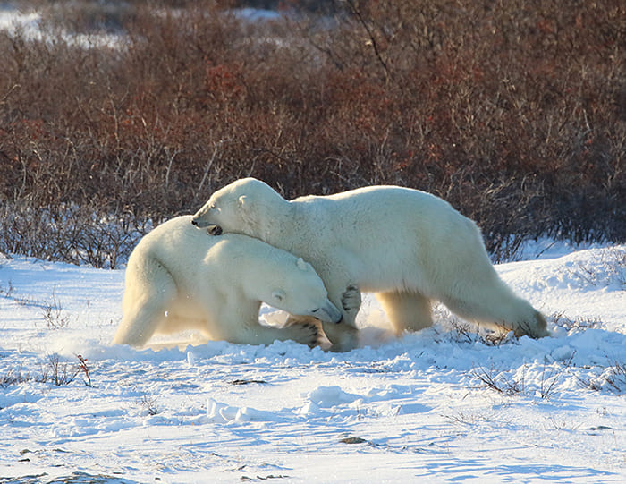 polar-bear-greetings-4