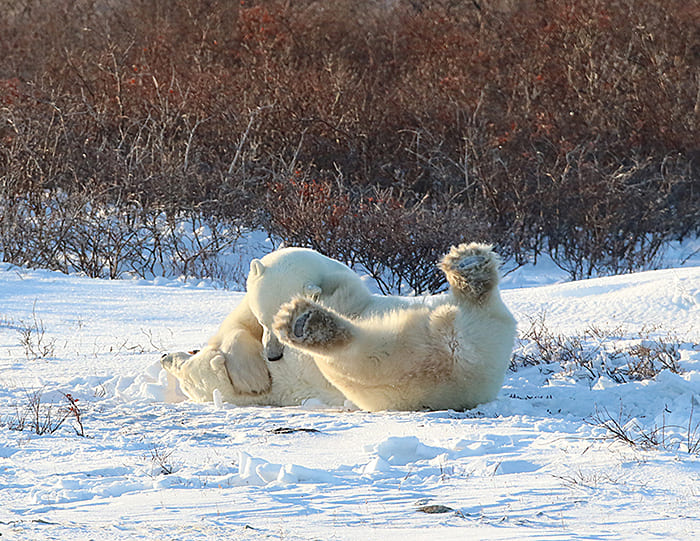 polar-bear-greetings-5
