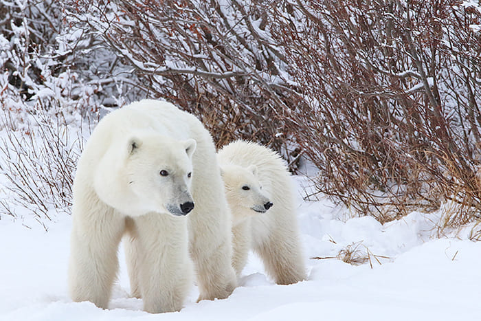 polar-bears-front-pair
