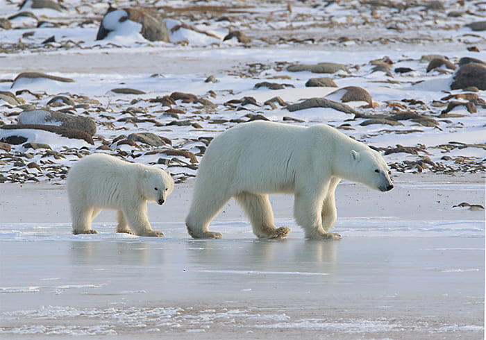 polar-bears-pair-walking-to-the-right