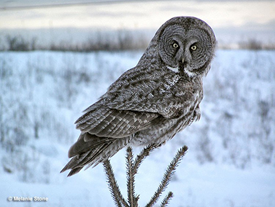 great-gray-owl
