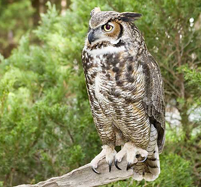 great-horned-owl