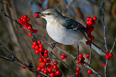 northern-Mockingbird with red-berry