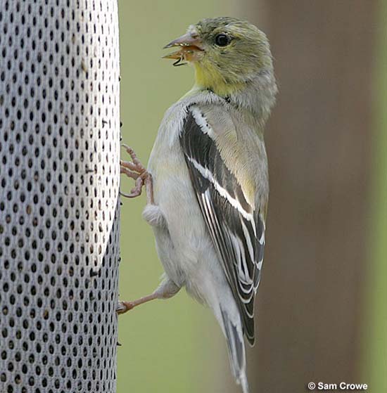 american goldfinch winter plumage