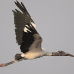 wood stork