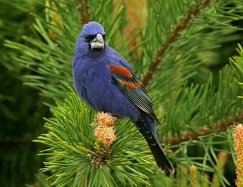 blue grosbeak