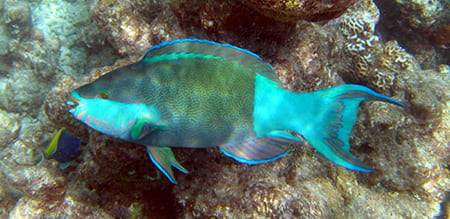 parrot fish