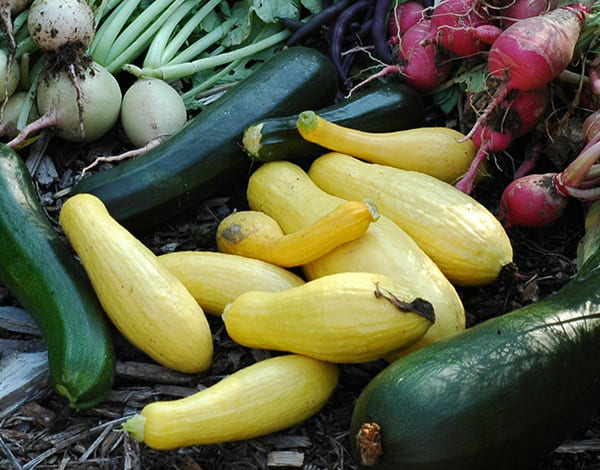 Organic food crop production