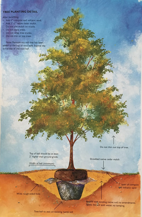 Organic Tree Management