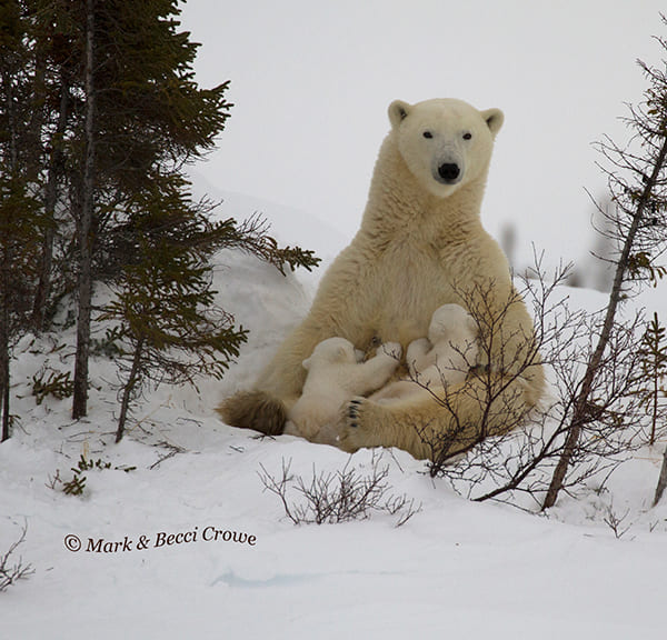 Nursing Polar Bear mum