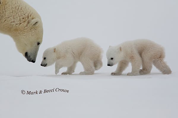 Polar Bear Mum walking cubs