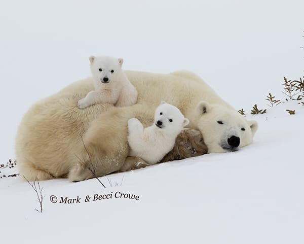 Polar Bear cubs Mum