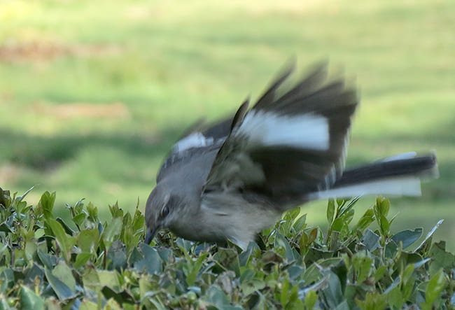 northern mockingbird flashing