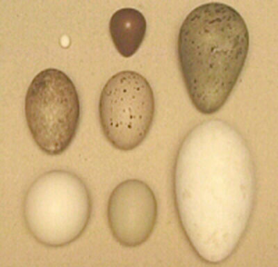 bird egg shapes