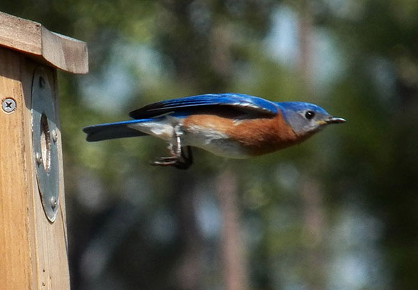 eastern bluebird exiting nest box
