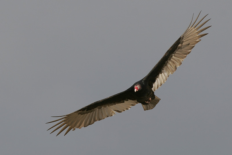 turkey vulture flight