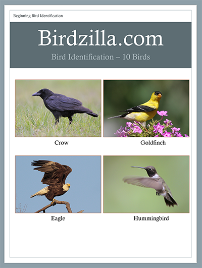 10 birds guide 1st page