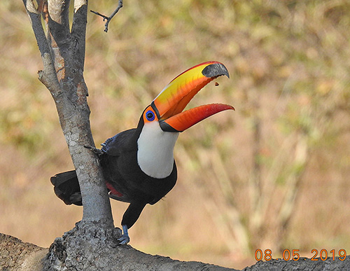 toucan