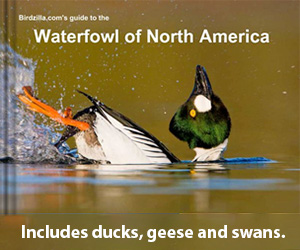 waterfowl ad