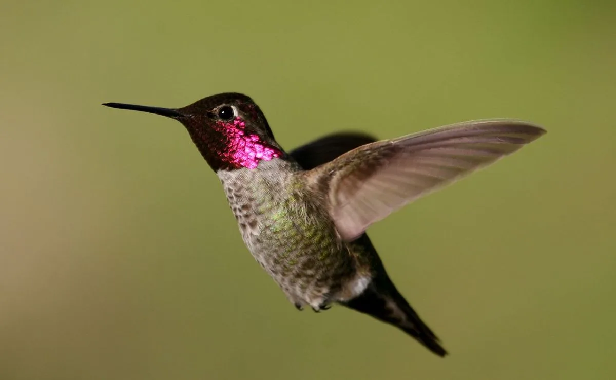 Annas Hummingbird