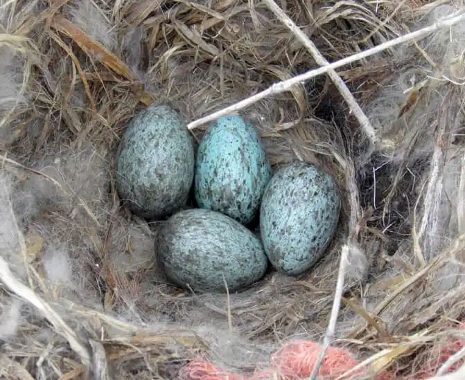 Raven nest and eggs