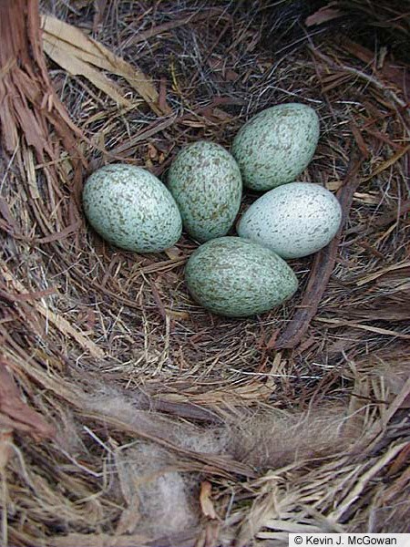 American Crow Nest and Eggs