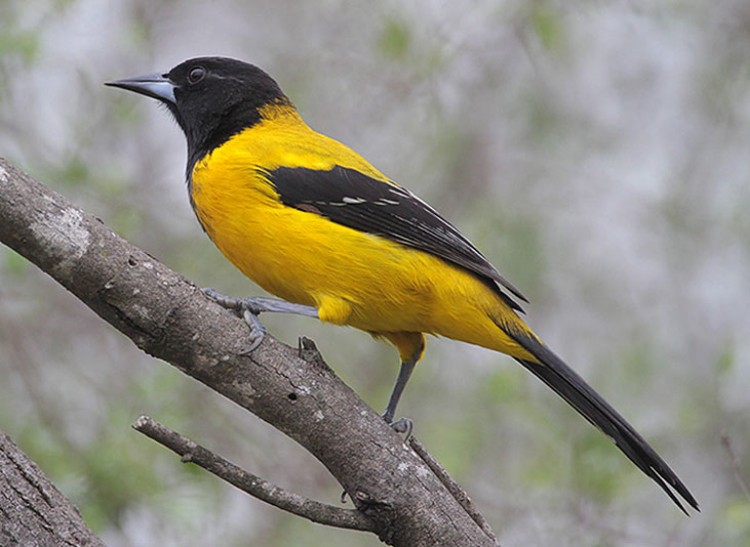 Audubon's Oriole