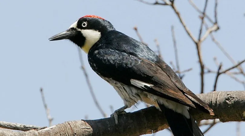 Acorn Woodpecker