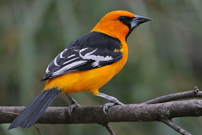 Altamira Oriole has bright orange plumage