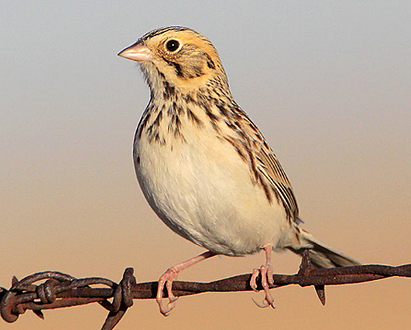 Bairds Sparrow