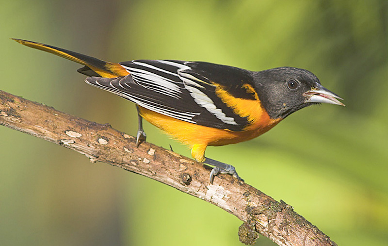 Baltimore Orioles are perhaps the most famous orange birds