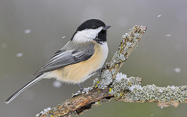 Black-capped Chickadee