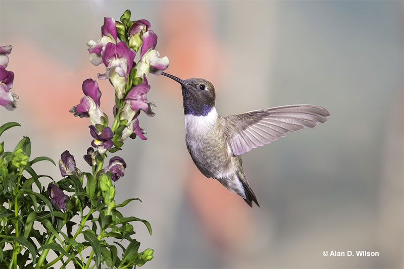 Hummingbirds symbolize love