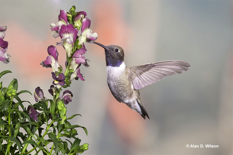 Black-chinned Hummingbird