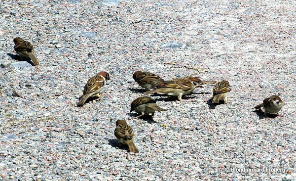 Eurasian Tree Sparrow colony