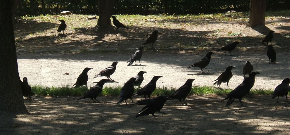 Group of Crows