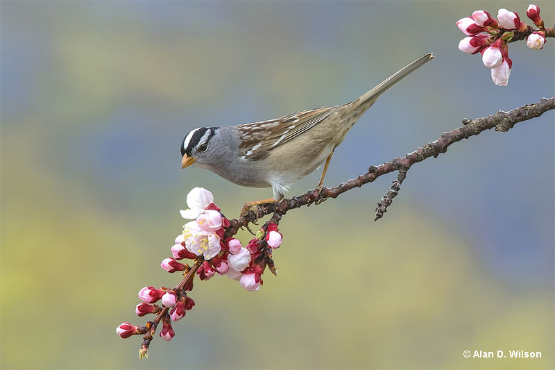 White-crowned Sparrow