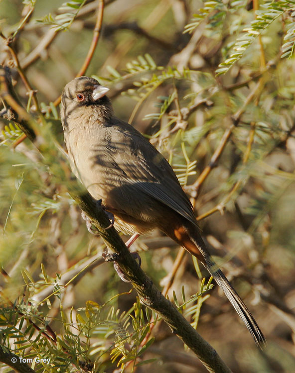 Aberts Towhee eating