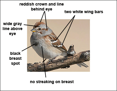 American Tree Sparrow