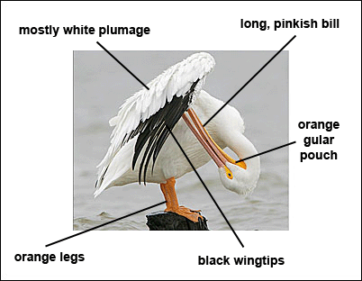 American White Pelican