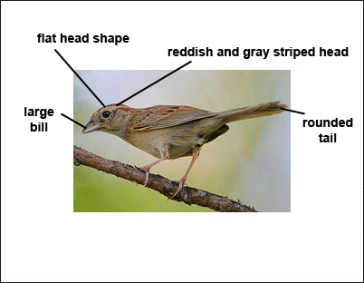 bachman's sparrow