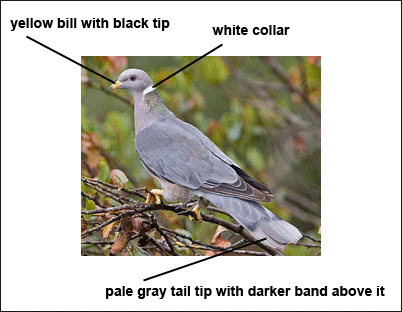 Band-tailed Pigeon 