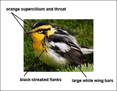 Blackburnian Warbler

