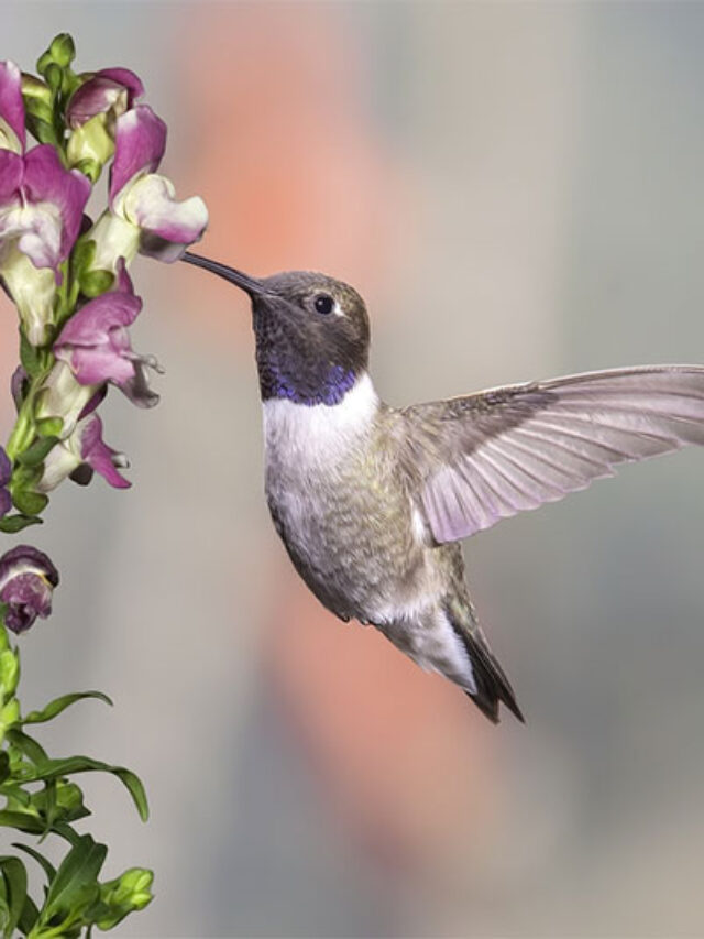 The Mystery Behind Hummingbird Colors