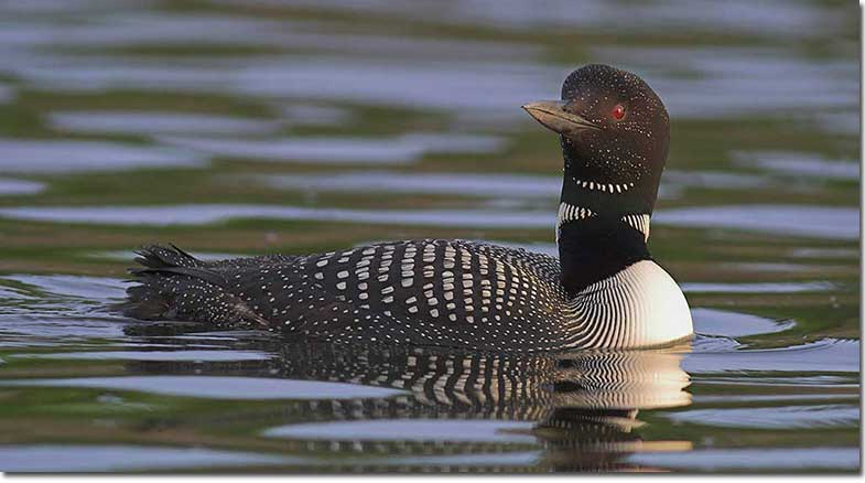 Common Loons are the state birds of Minnesota