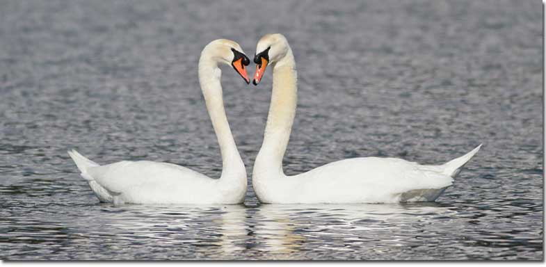 Male and Female Swan