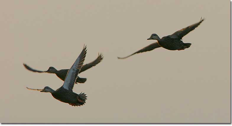 Mottled Ducks mid-flight