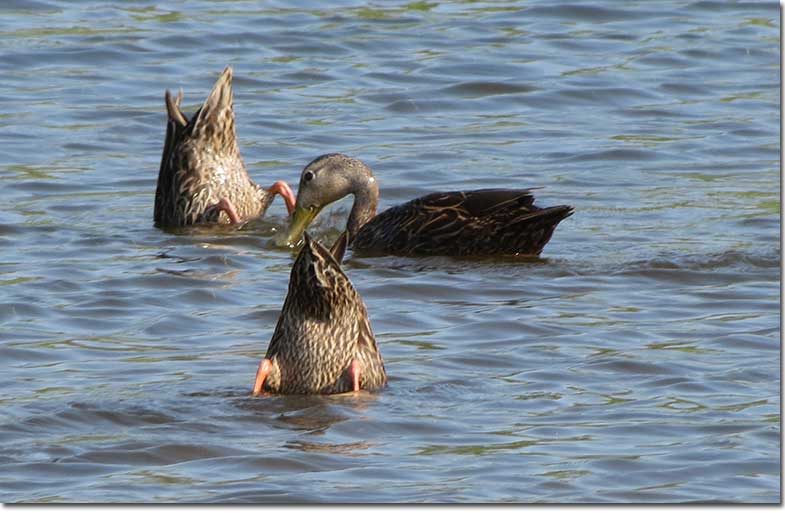 Mottled Ducks looking for food