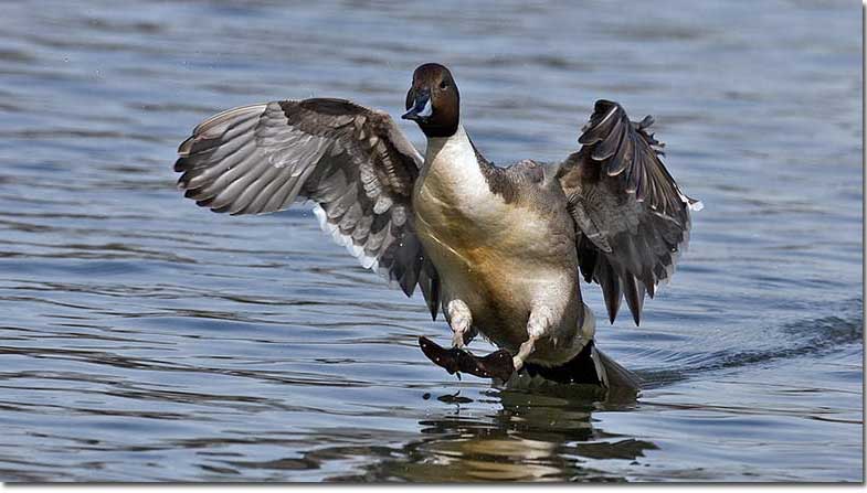 Northern Pintail taking off