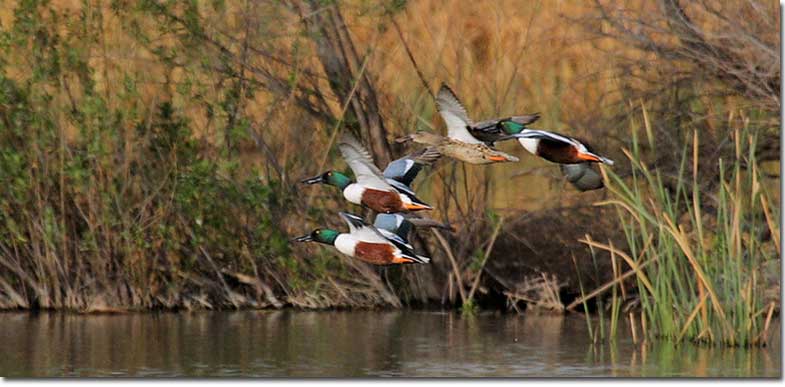 Northern Shovelers flying away